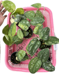 Scindapsus Sentarum Variegated