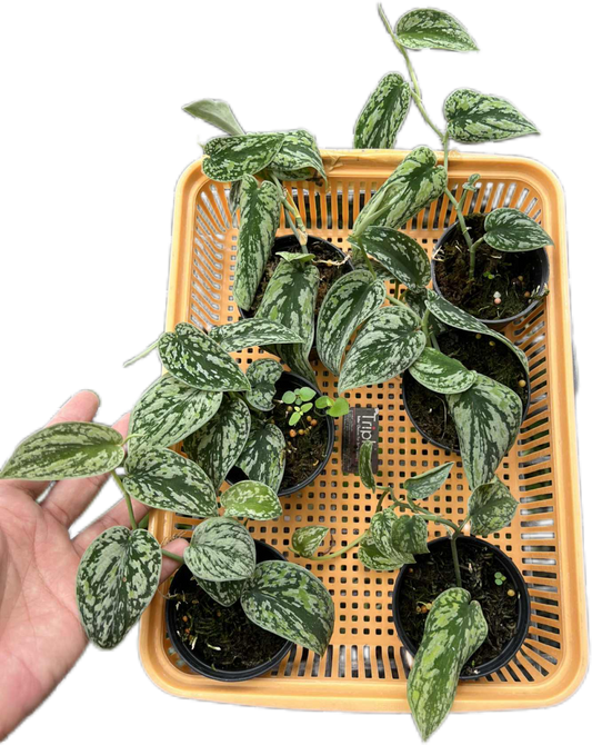 Scindapsus Tricolor Silver Platinum