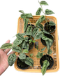 Scindapsus Tricolor Silver Platinum