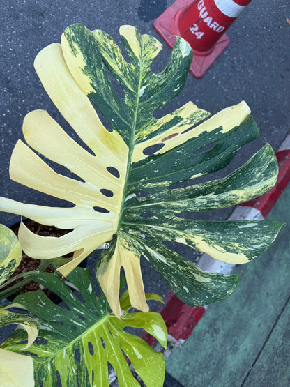 Monstera Thai Constellation Tricolor (Miracle)