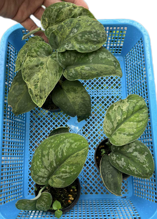 Scindapsus Exotica Variegated “Mejile” 