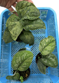 Scindapsus Exotica Variegated “Mejile” 