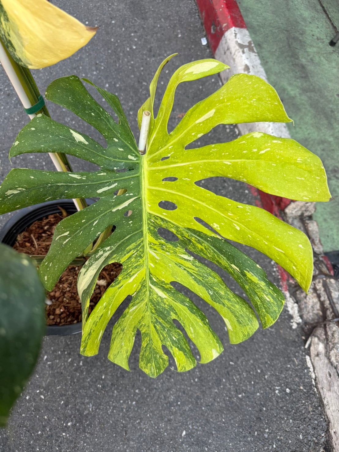 Monstera Thai Constellation Tricolor (Miracle)