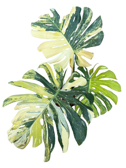 Monstera Thai Constellation Tricolor (Miracle)