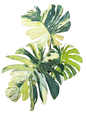 Monstera Thai Constellation Tricolor (Miracle)