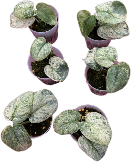 Scindapsus Halimoon 