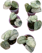 Scindapsus Halimoon 