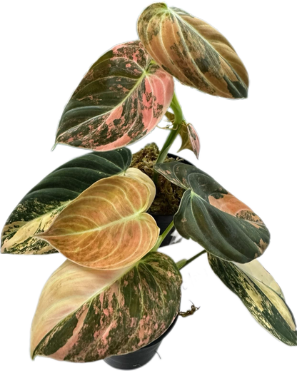 Philodendron Melanochrysum Orange Variegated