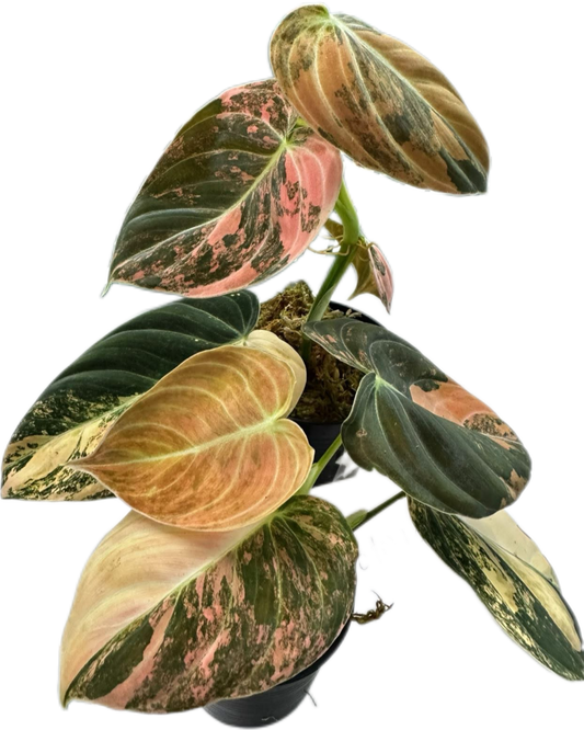 Philodendron Melanochrysum Orange Variegated