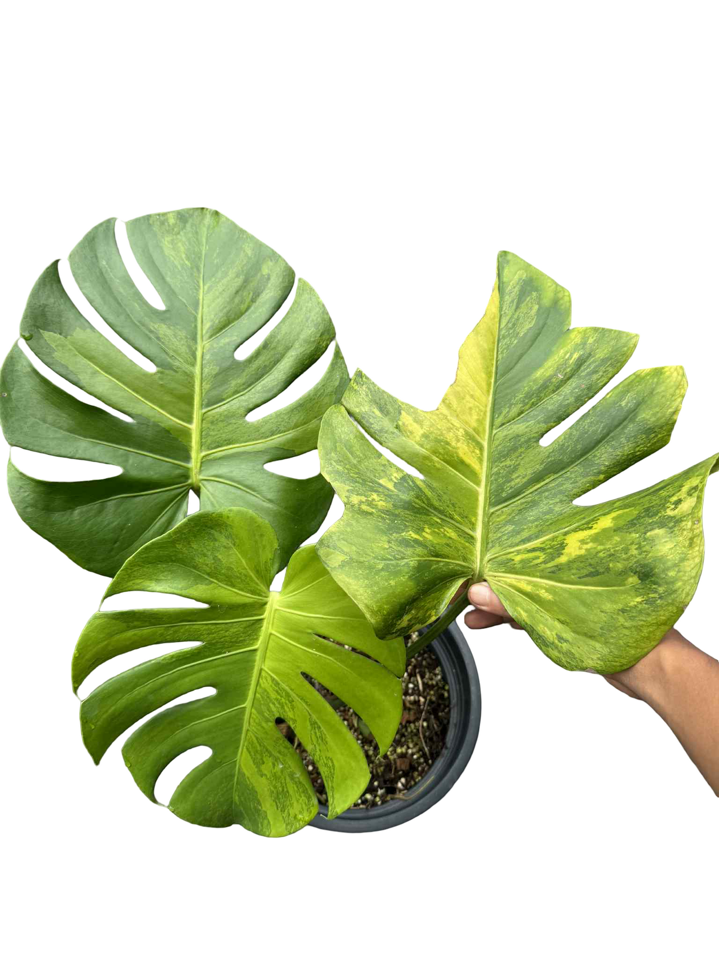 Monstera Deliciosa “Green Lemon” Variegation – (Actual Plant)