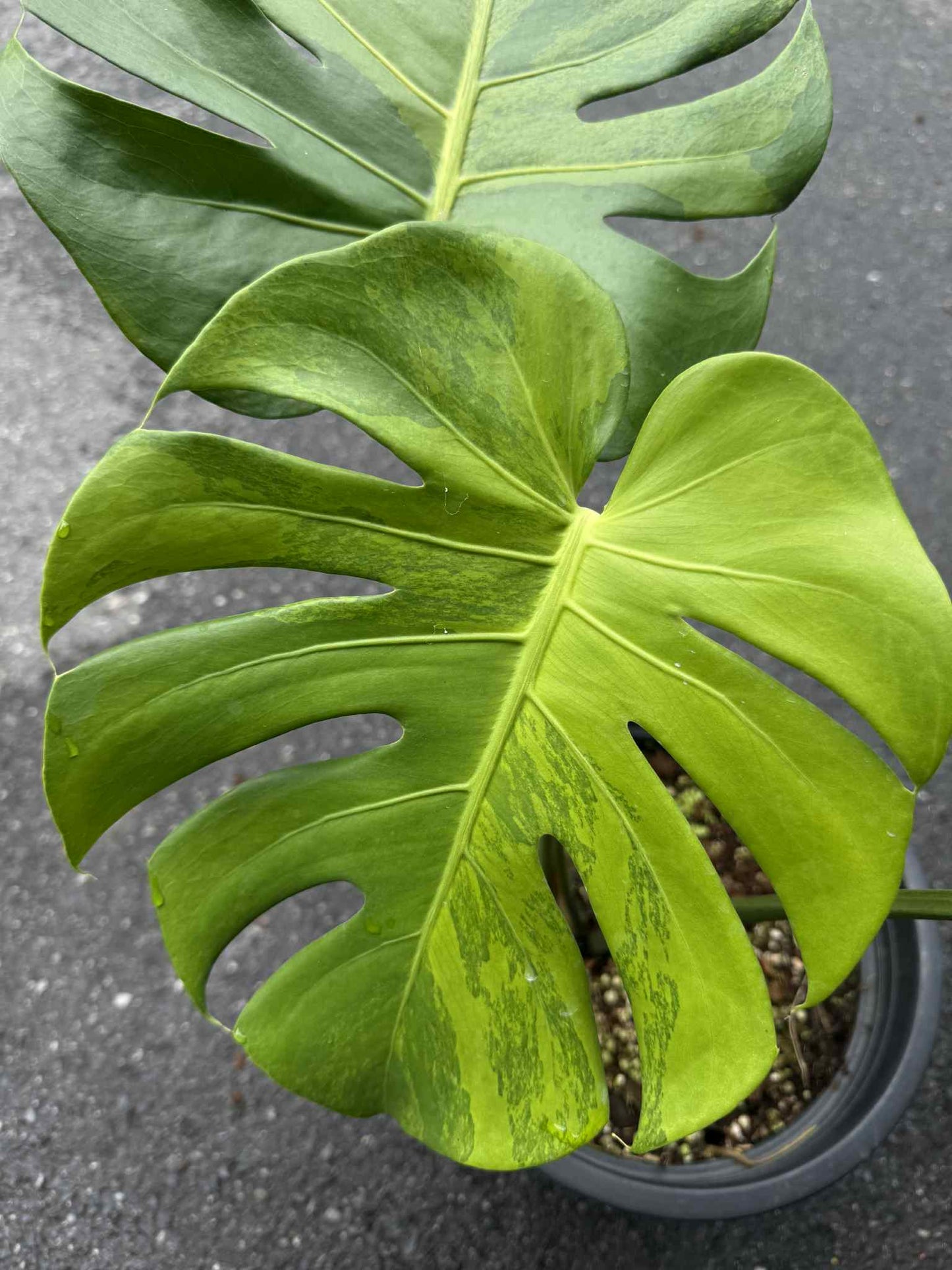 Monstera Deliciosa “Green Lemon” Variegation – (Actual Plant)