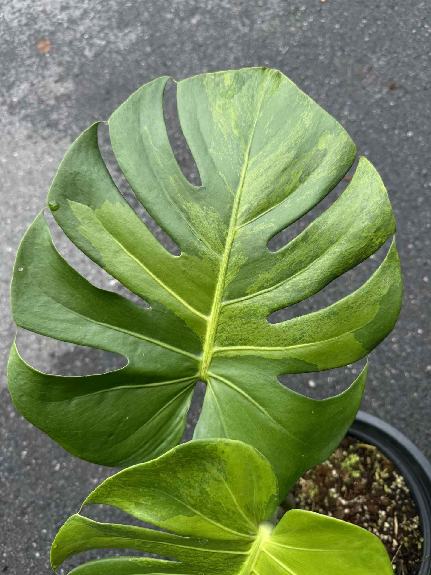 Monstera Deliciosa “Green Lemon” Variegation – (Actual Plant)