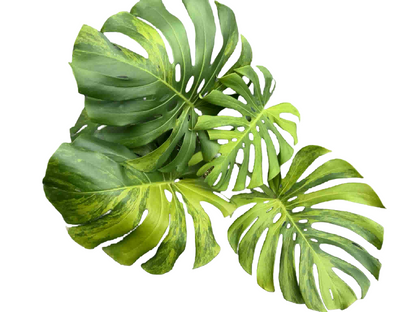 Monstera Deliciosa “Green Lemon” Variegation – (Actual Plant) Big Size