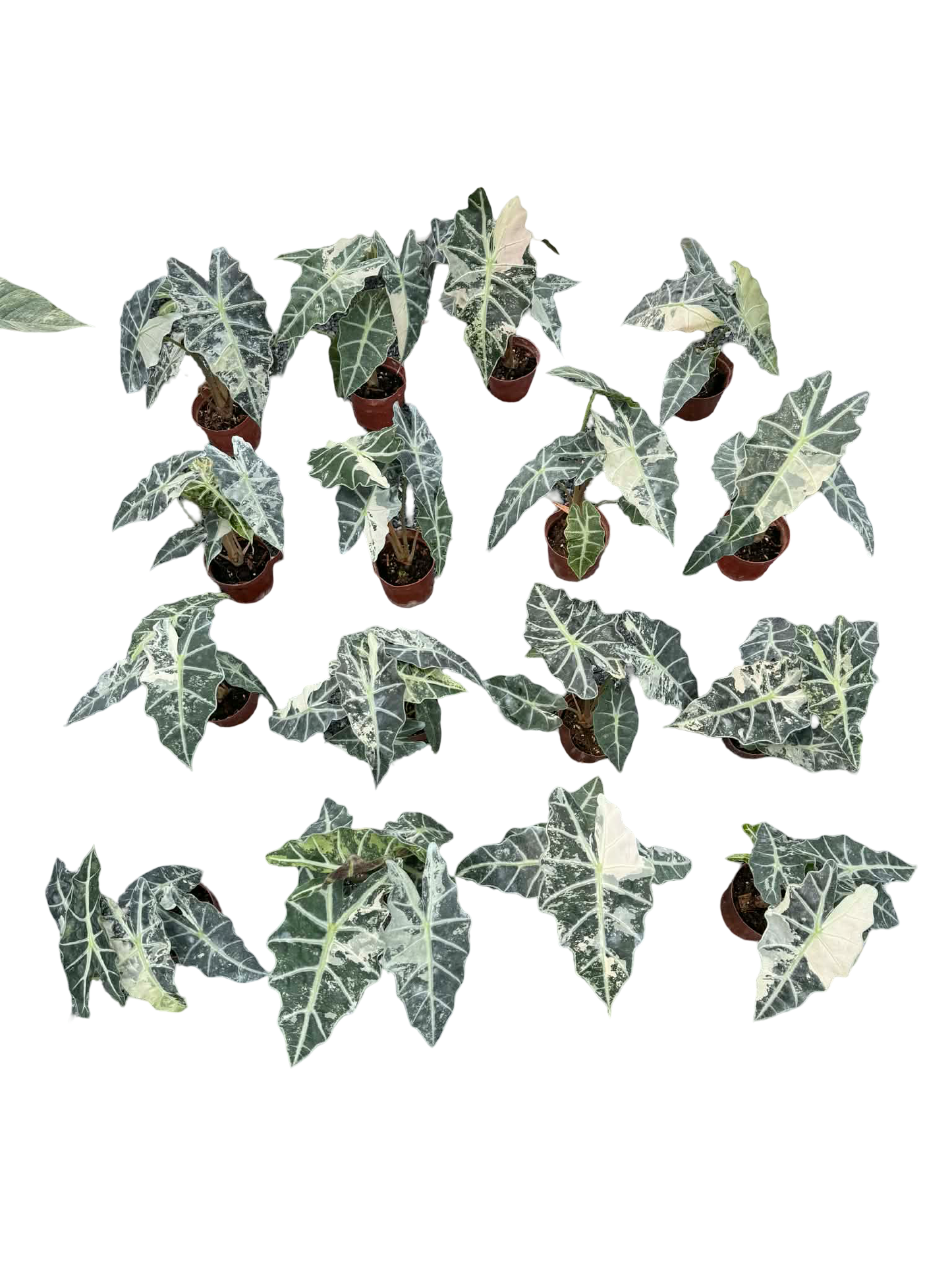 Alocasia “Amazonica” Albo Variegated Set of 3 Plants