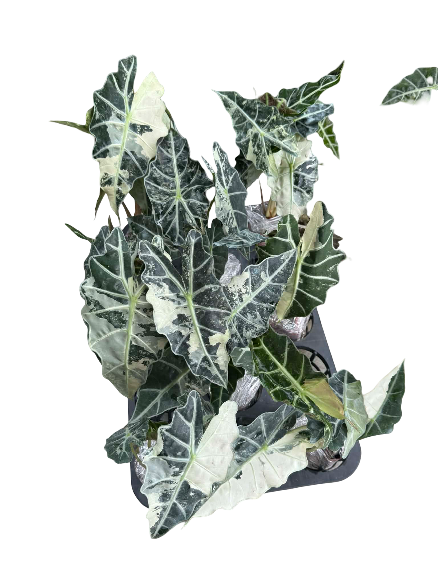 Alocasia “Amazonica” Albo Variegated Set of 3 Plants
