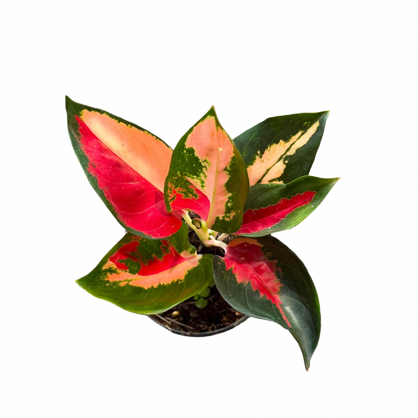 Aglaonema ‘Suksomjai Pong Tricolor’