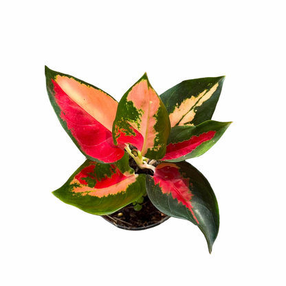 Aglaonema ‘Suksomjai Pong Tricolor’