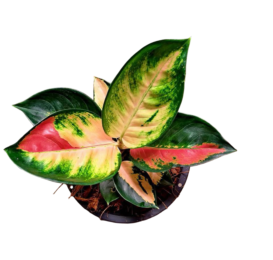 Aglaonema ‘Suksomjai Pong Tricolor’