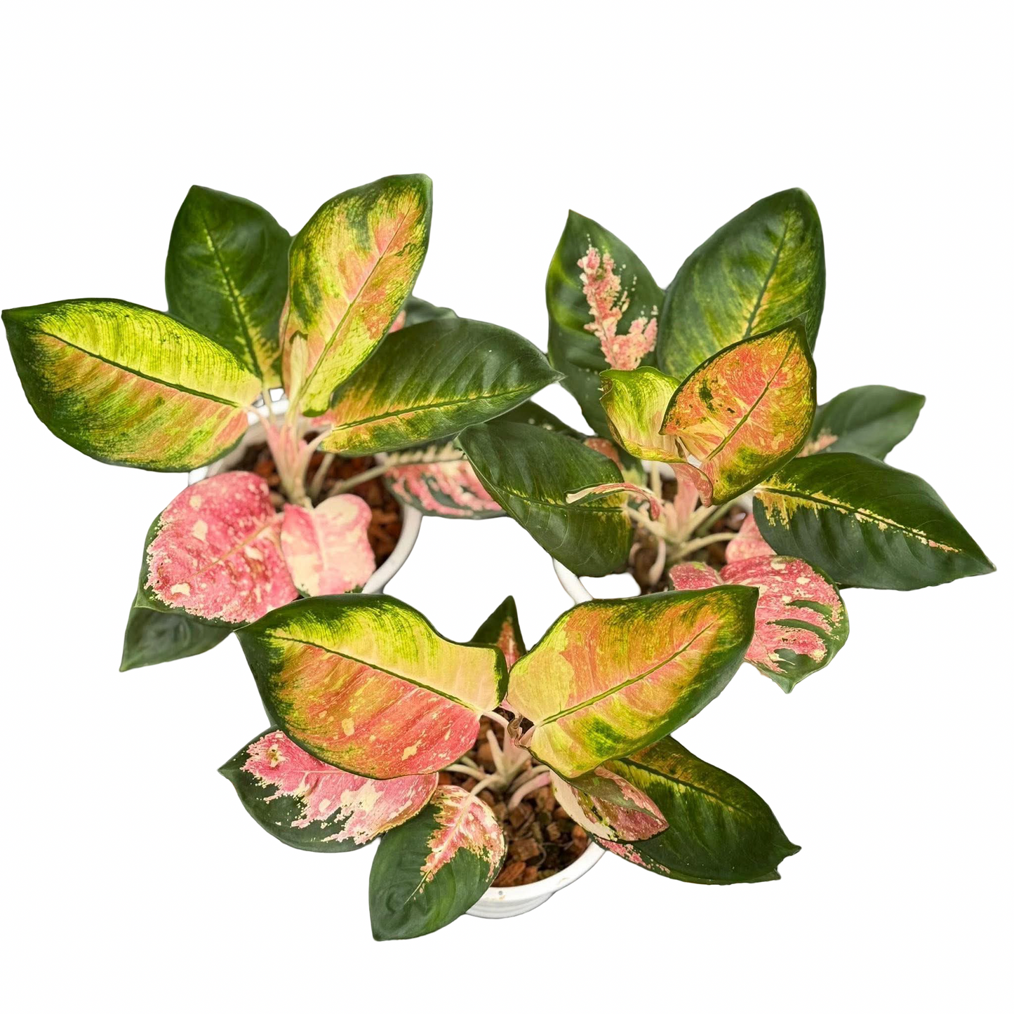 Aglaonema ‘Cochin Tricolor’ | Premium Thai Tricolor Cultivar
