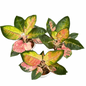 Aglaonema ‘Cochin Tricolor’ | Premium Thai Tricolor Cultivar