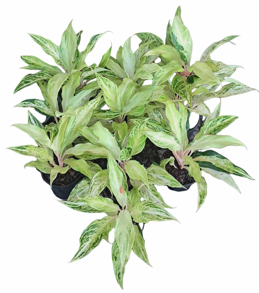 Aglaonema ‘White Panama’  | Set 10 Plants