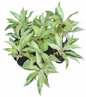 Aglaonema ‘White Panama’  | Set 10 Plants
