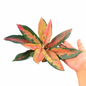 Aglaonema ‘Cochin Mutation’ | Rare Pink Mutation Form | Selected Plant