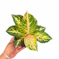 Aglaonema ‘Sombat Siam White’ | Rare Thai Collector Cultivar | Selected Plant