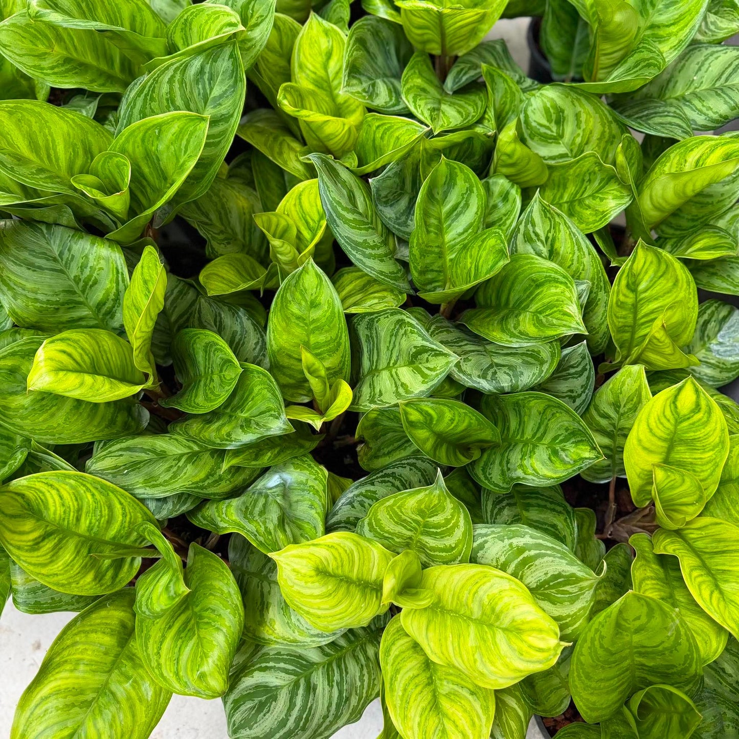Aglaonema ‘Green Hybrid’ | Selected Plants | Set of 10 Plants