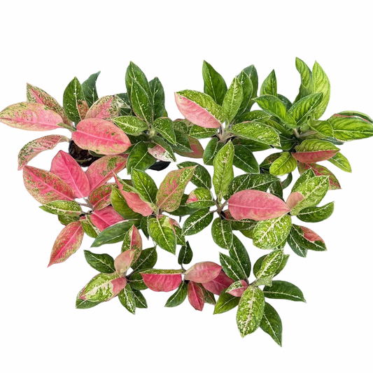 Aglaonema ‘Maharaj Tricolor’ | Rare Thai Tricolor Cultivar | Set of 10 Plants