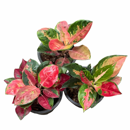 Aglaonema ‘Suksomjai Pong Tricolor’