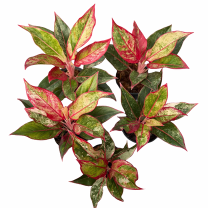 Aglaonema “Siam Aurora” — Set of 5 Plants