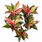 Aglaonema “Siam Aurora” — Set of 5 Plants