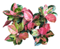 Aglaonema ‘Cochin Kitty’ | Rare Pink Collector Cultivar | Set of 5 Plants