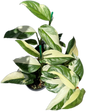 Monstera Acacoyaguensis Variegated