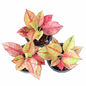 Aglaonema ‘Rainbow Diamond’ | Rare Multicolor Collector Cultivar | Set of 5 Plants