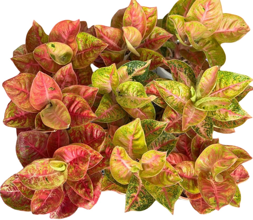 Aglaonema ‘Maha Thewi’ | Selected Plants | Set of 3 Plants