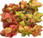 Aglaonema ‘Maha Thewi’ | Selected Plants | Set of 3 Plants