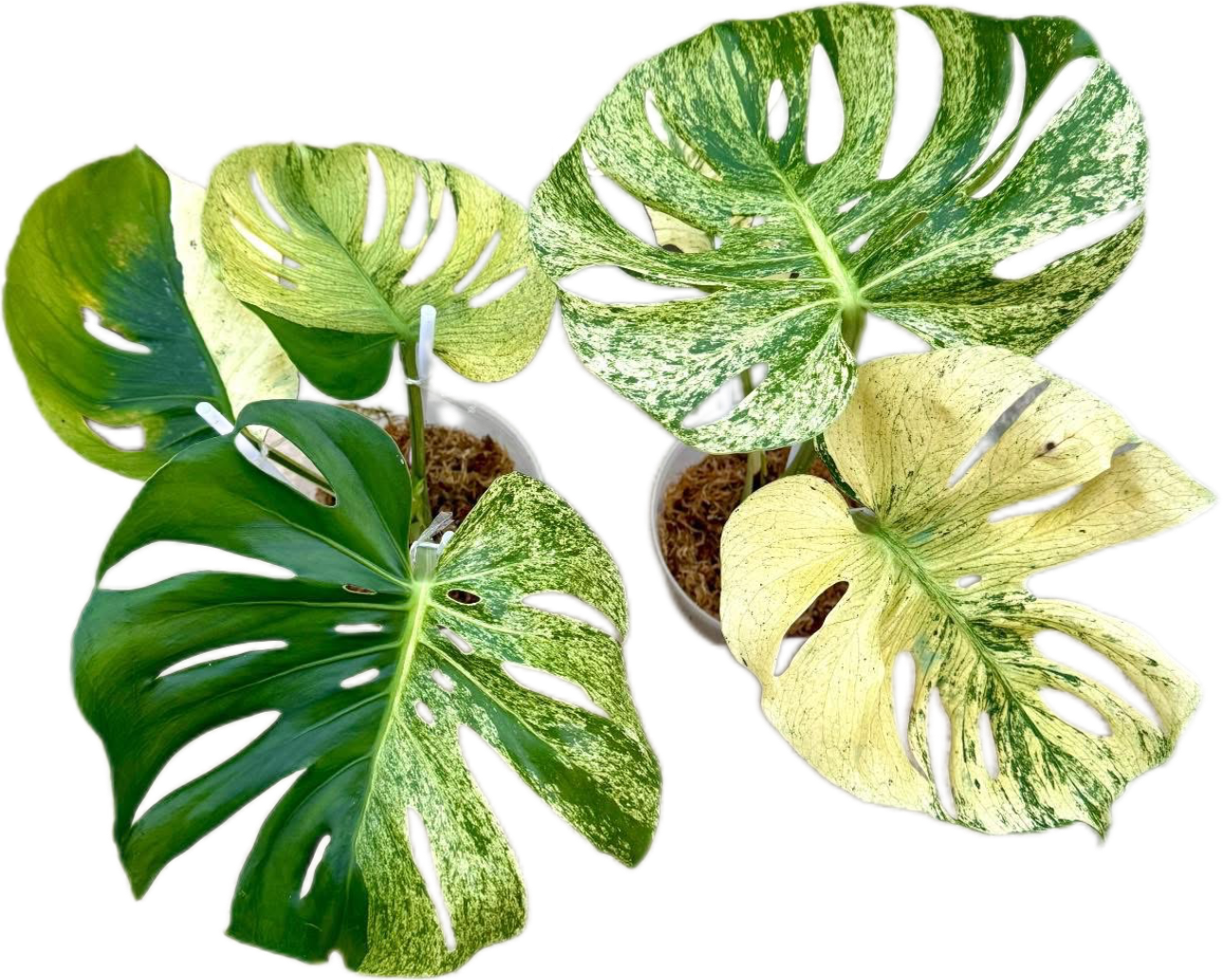 Rare Monstera Deliciosa “Mint Siam”