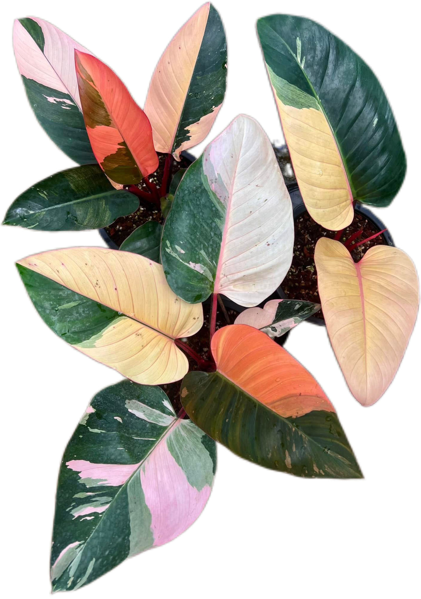 Philodendron Red Congo Variegated Big