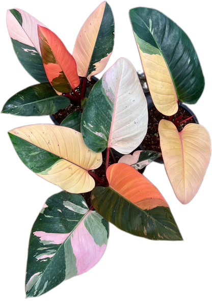 Philodendron Red Congo Variegated Big