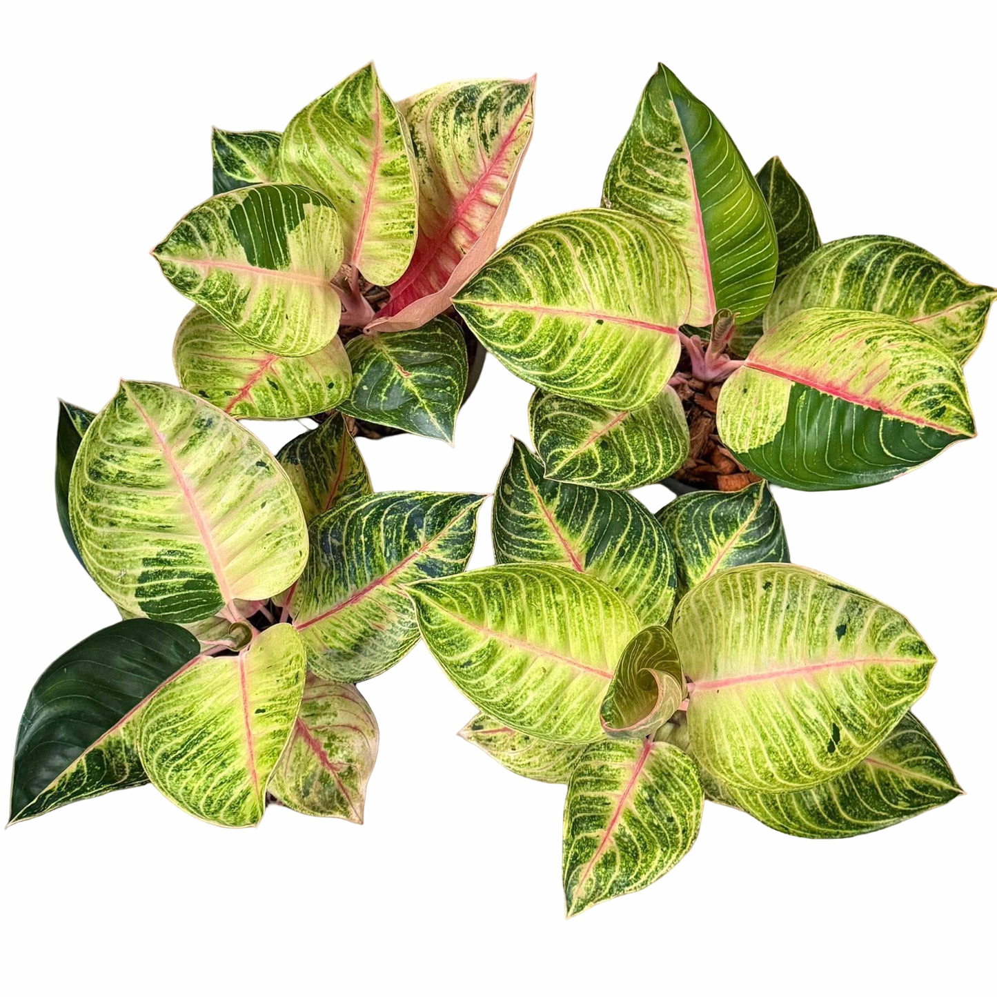 Aglaonema “Moonlight” (Moonlight Aglaonema) Wholesale Set of 10 Plants