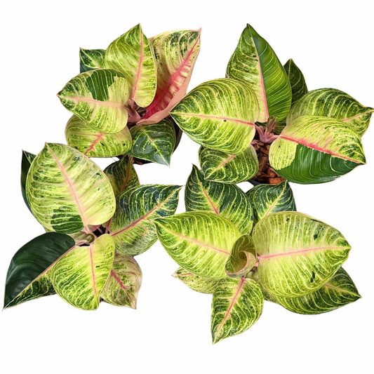 Aglaonema “Moonlight” (Moonlight Aglaonema) Wholesale Set of 10 Plants