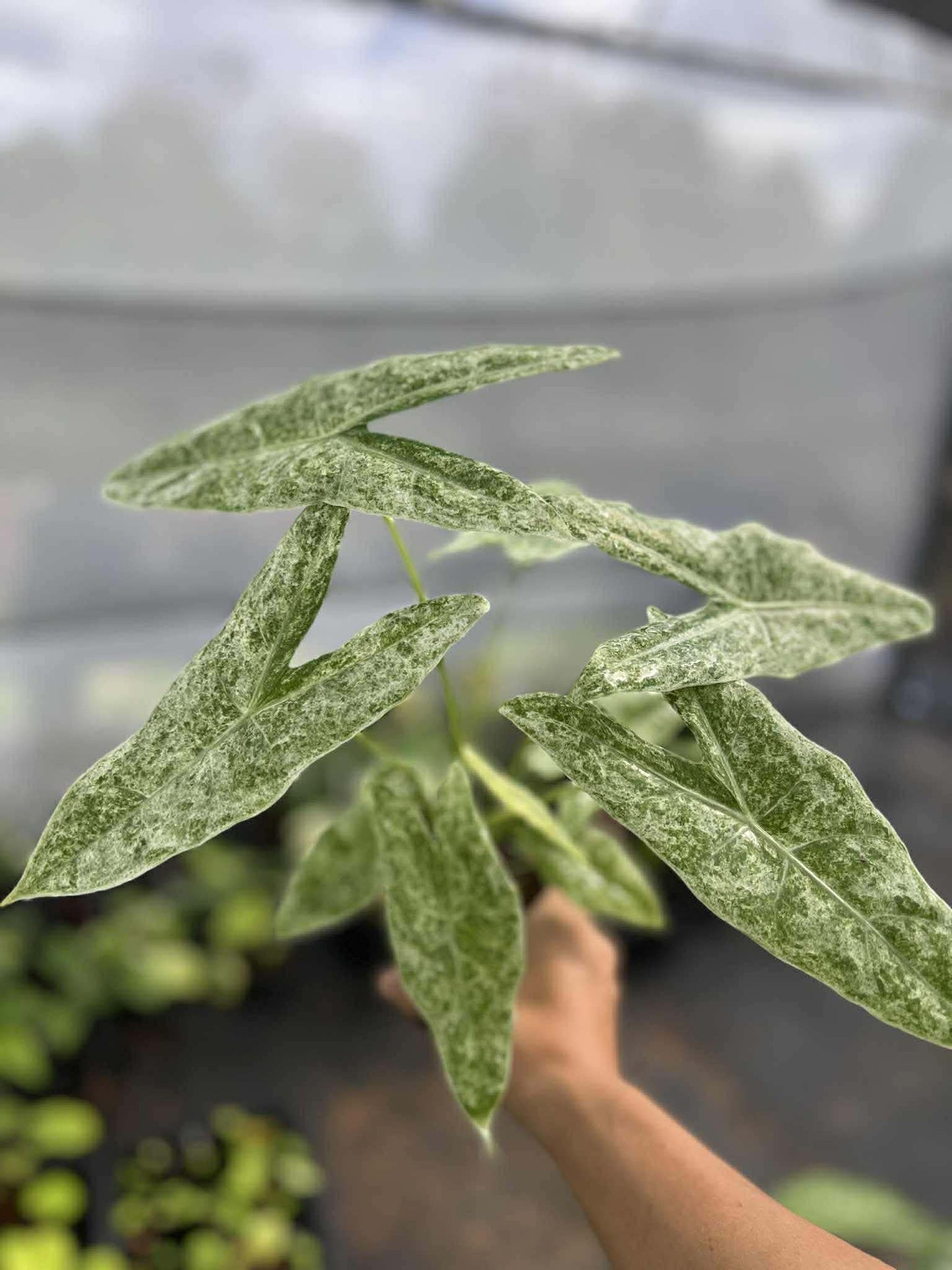 Alocasia Longiloba Marble Variegated (Mother Plant)