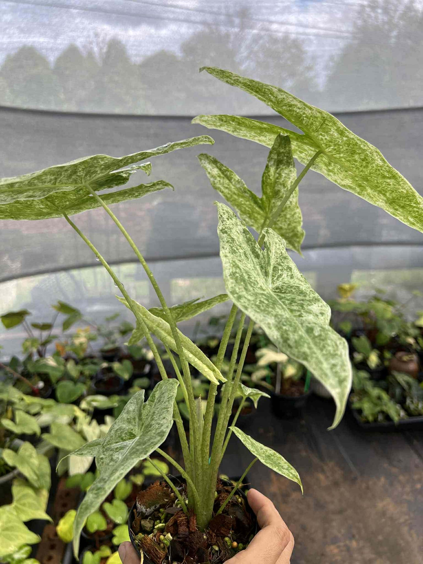 Alocasia Longiloba Marble Variegated (Mother Plant)