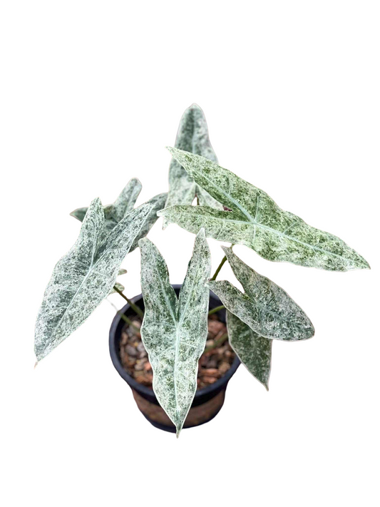 Alocasia Longiloba Marble Variegated (Mother Plant)