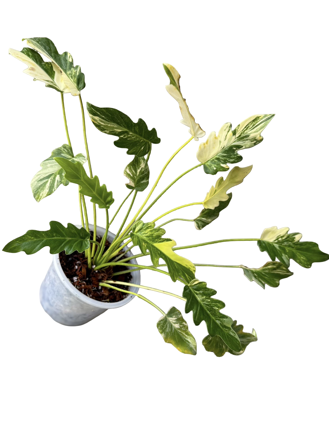 Philodendron Xanadu Variegated ‘Emperor’