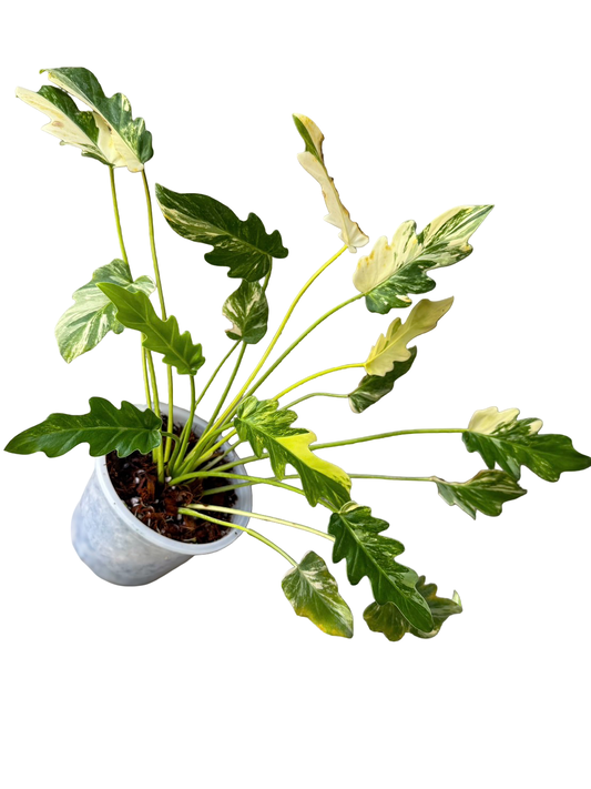 Philodendron Xanadu Variegated ‘Emperor’