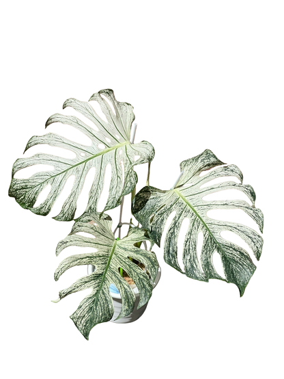 Monstera deliciosa ‘Devil Monster’ — Well-Rooted 3-Leaf Top Cut (Large Size)