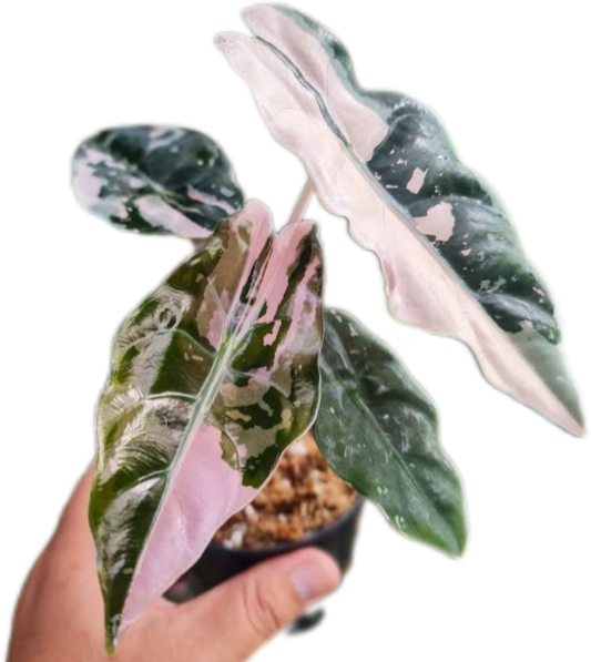 Alocasia Chantrieri Pink Variegated